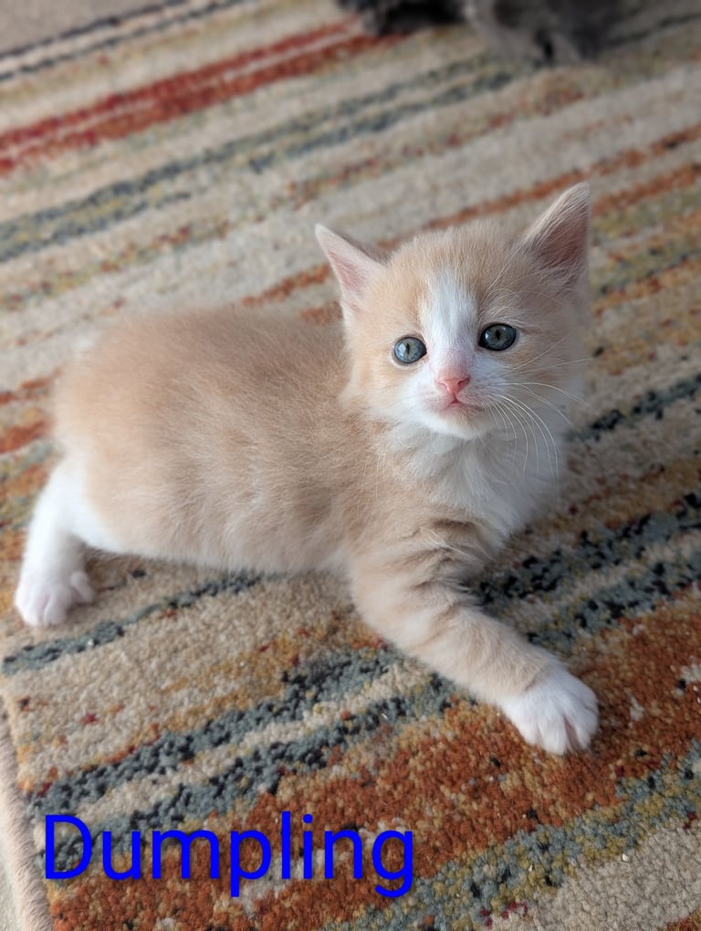 6 Beautiful Kittens - ONE AVAILABLE 