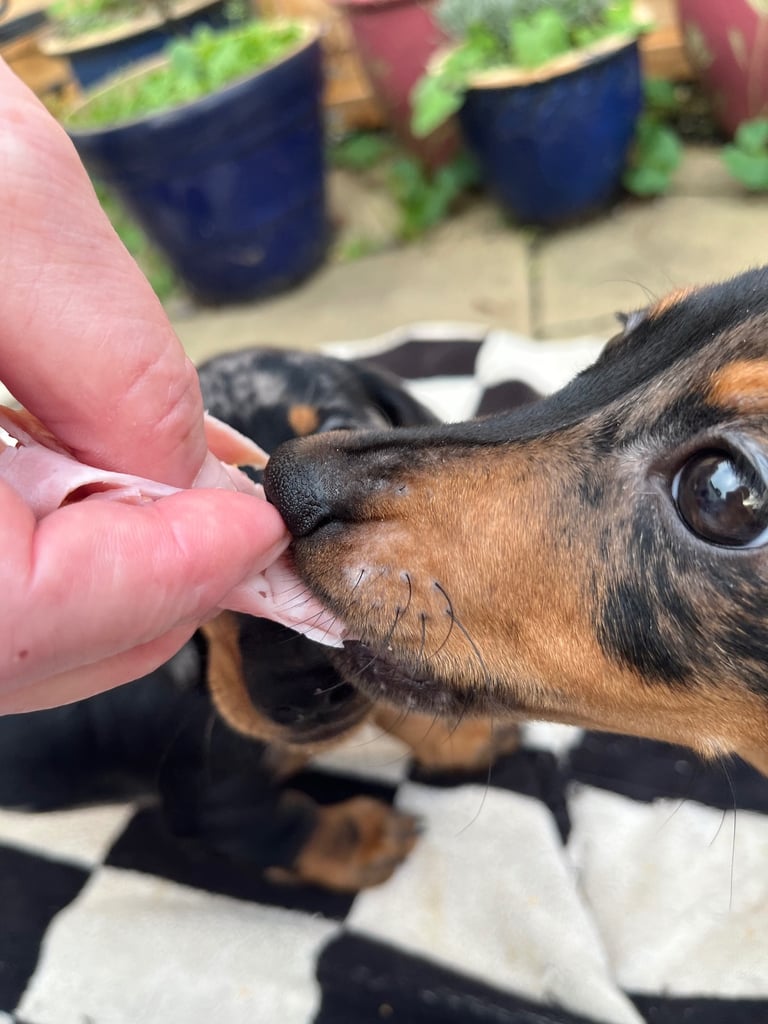 Beautiful dachshund puppies 🐾
