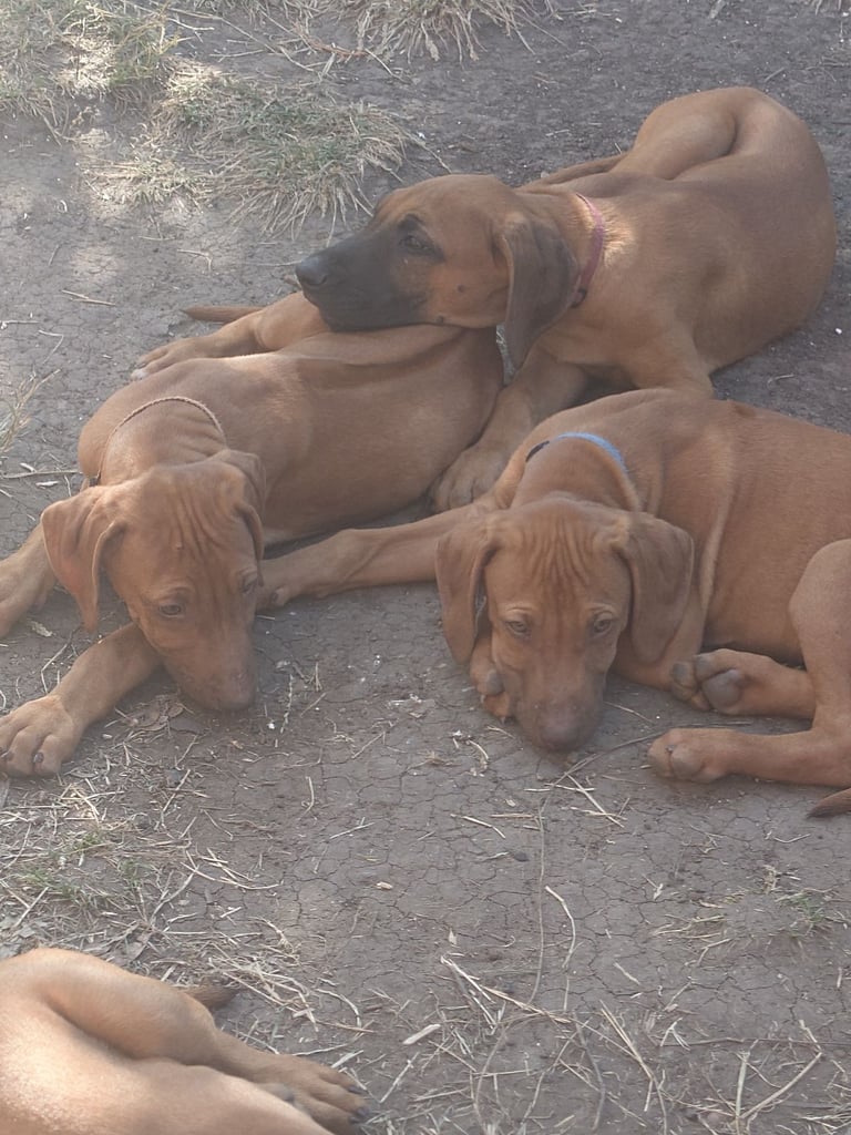 Rhodesian Ridgebacks 