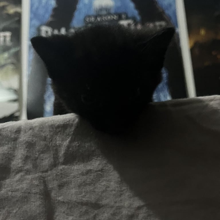 2 kittens 