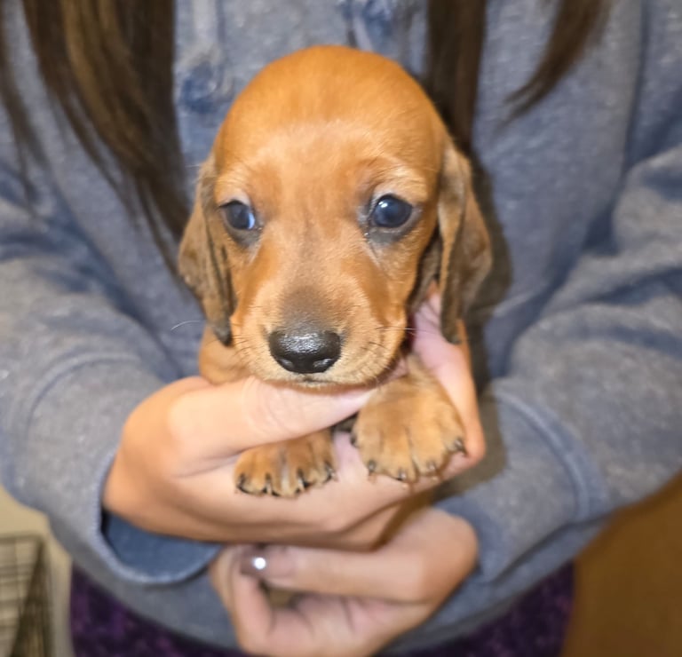 Miniature dachshund puppies 