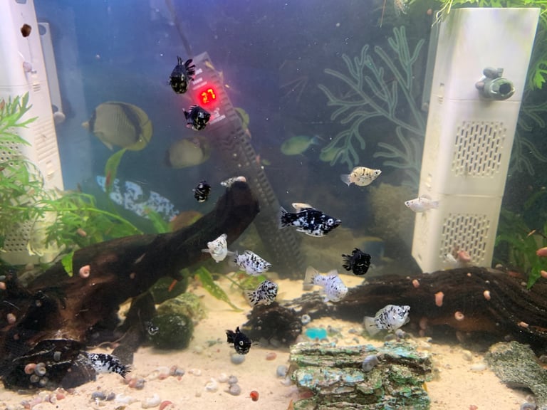 image for Approx 20 balloon mollies £10 