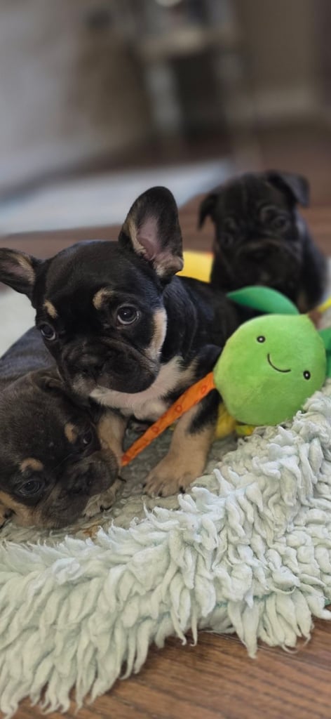 French bulldog puppys 