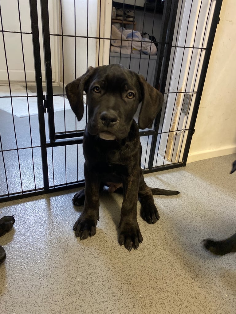 Beautiful 12-Week-Old Cane Corso Puppies Ready for Their New Homes