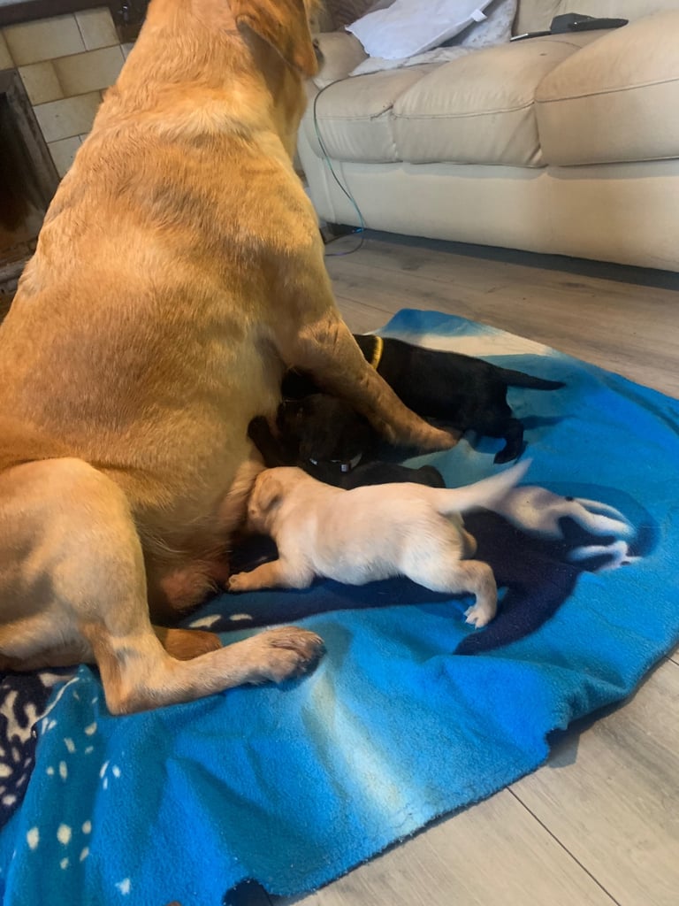 Labrador puppies 
