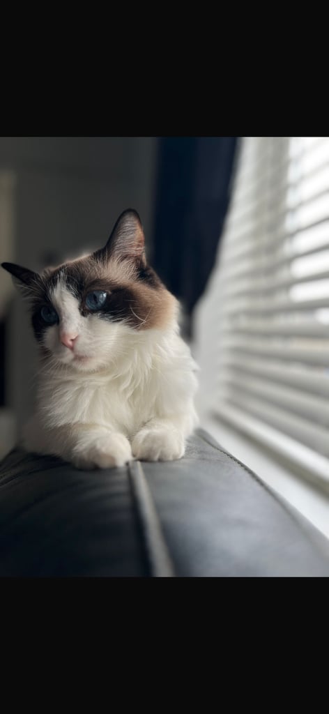 3 years old ragdoll cat 