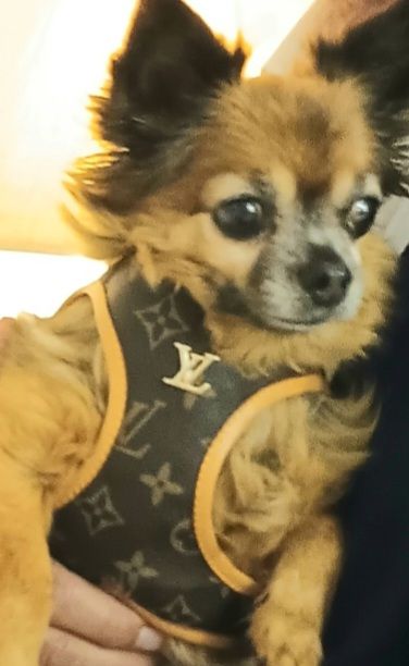 Louis Vuitton dog harness & lead