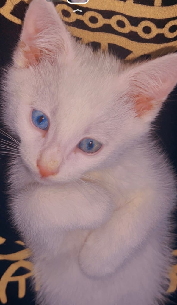 Kitten for sale
