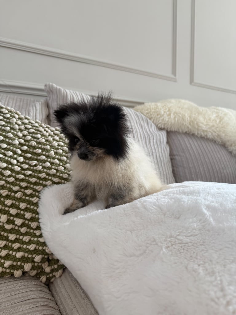 Beautiful xxs Pomeranian puppies 