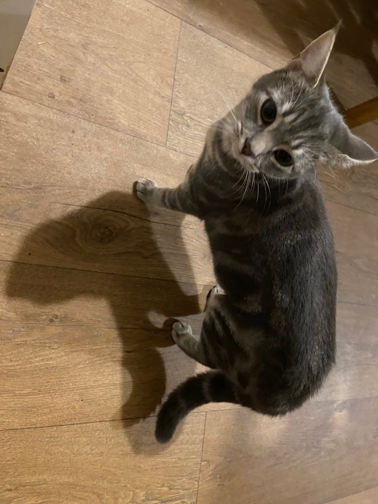Stunning grey tabby kitten