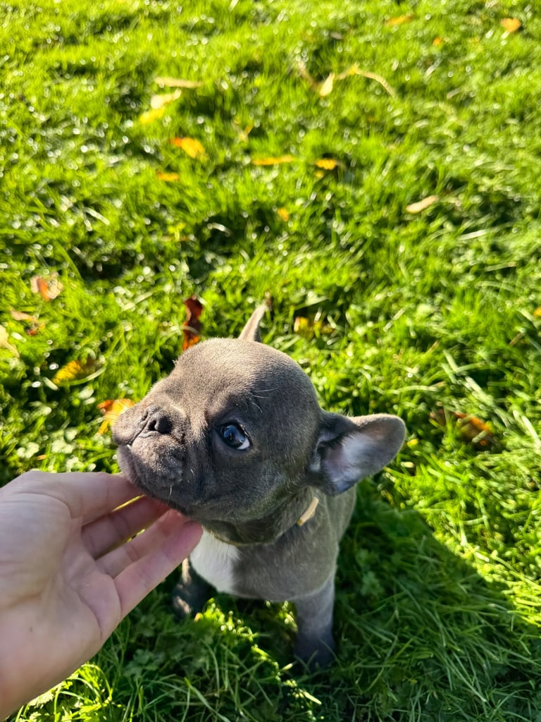 French Bulldog