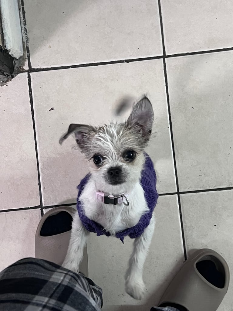 Female puppy