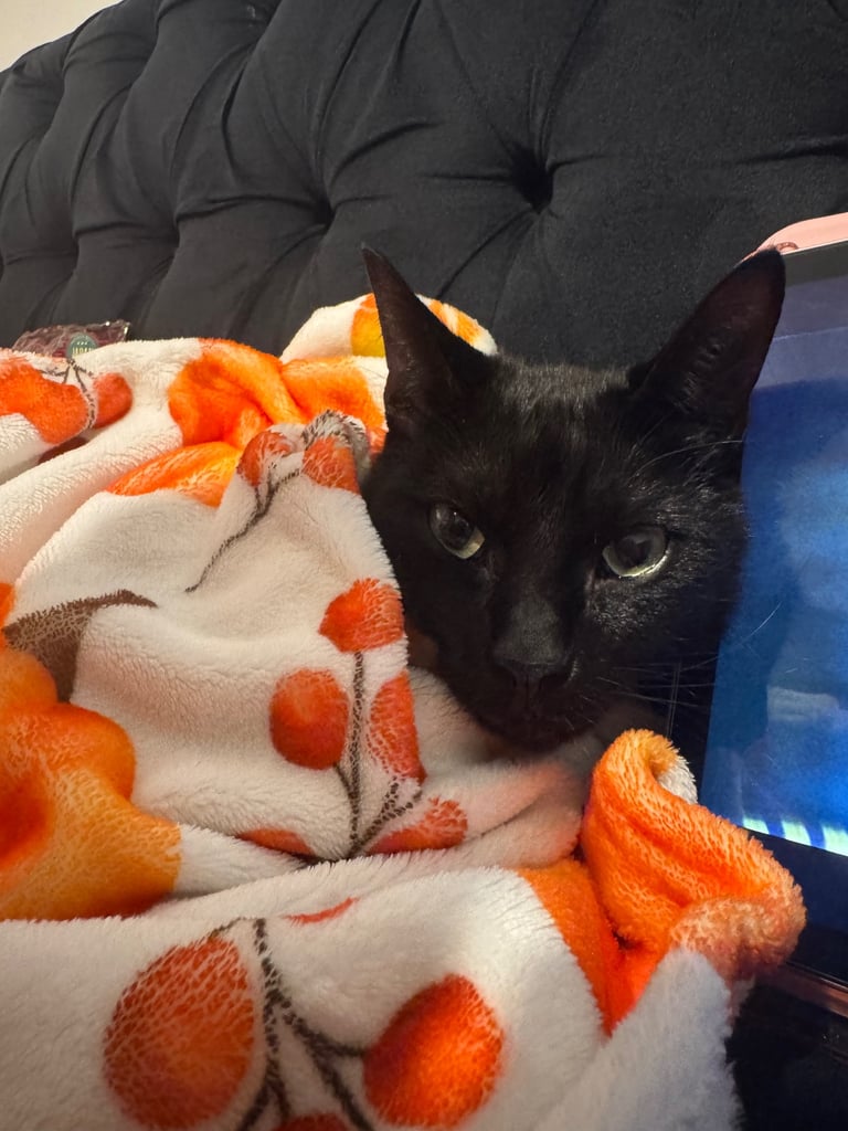 image for Cats