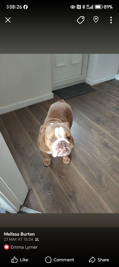 British Bulldog 