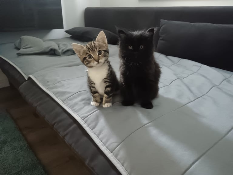 Kittens 