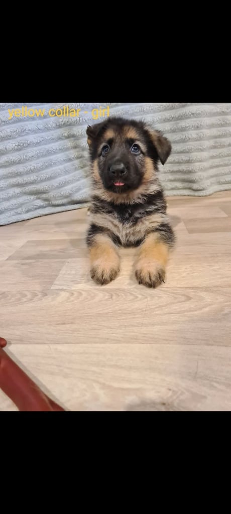 🐾 Adorable 8-Week-Old German Shepherd Puppies Ready for Their Forever Homes! 🐾