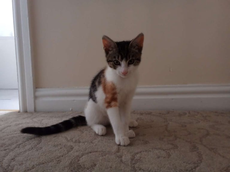 Cute multi coloured kitten