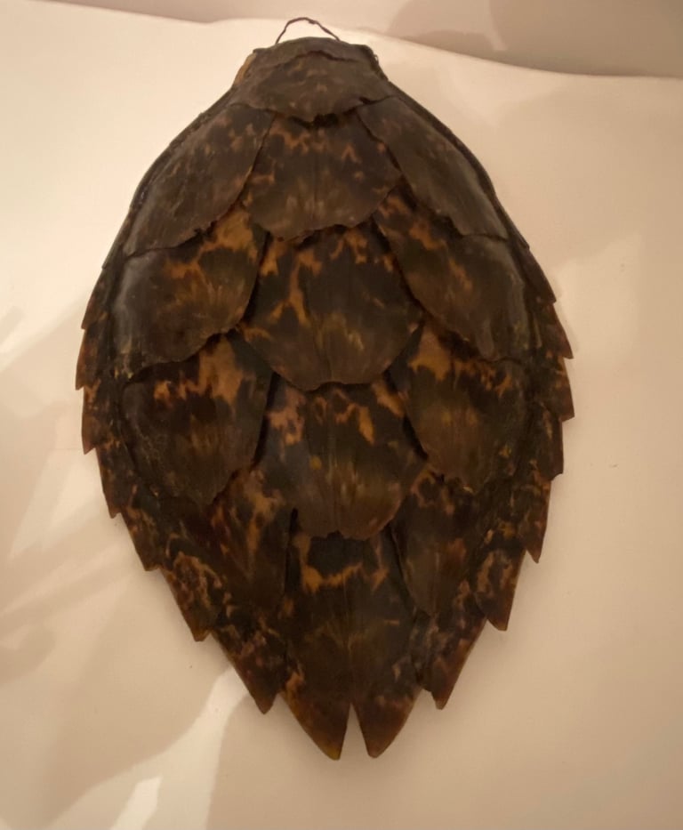 Vintage taxidermy shell