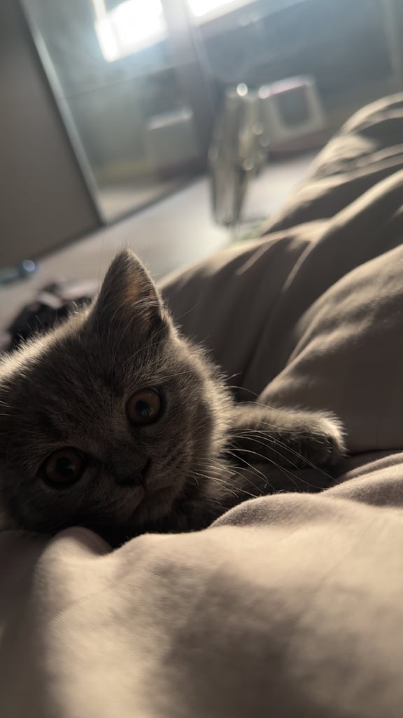 Bsh 