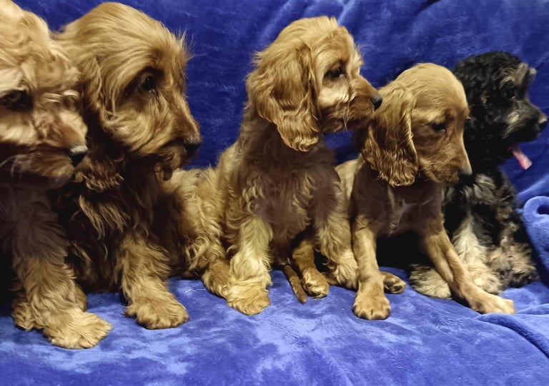 Cockapoo puppy's 