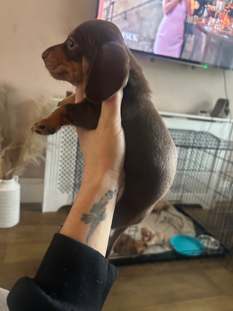 Miniature dachshund puppies 