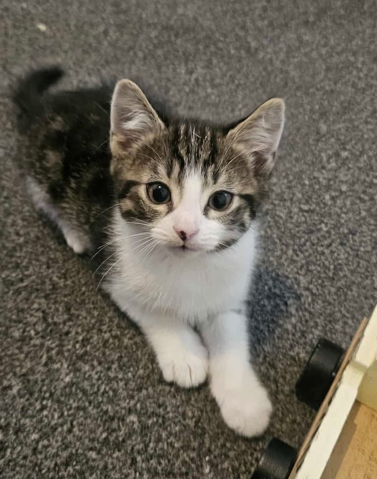 4x kittens for sale. Ready to go. 