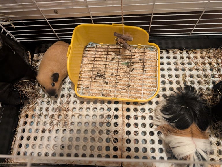 image for 2 little guinea pigs 