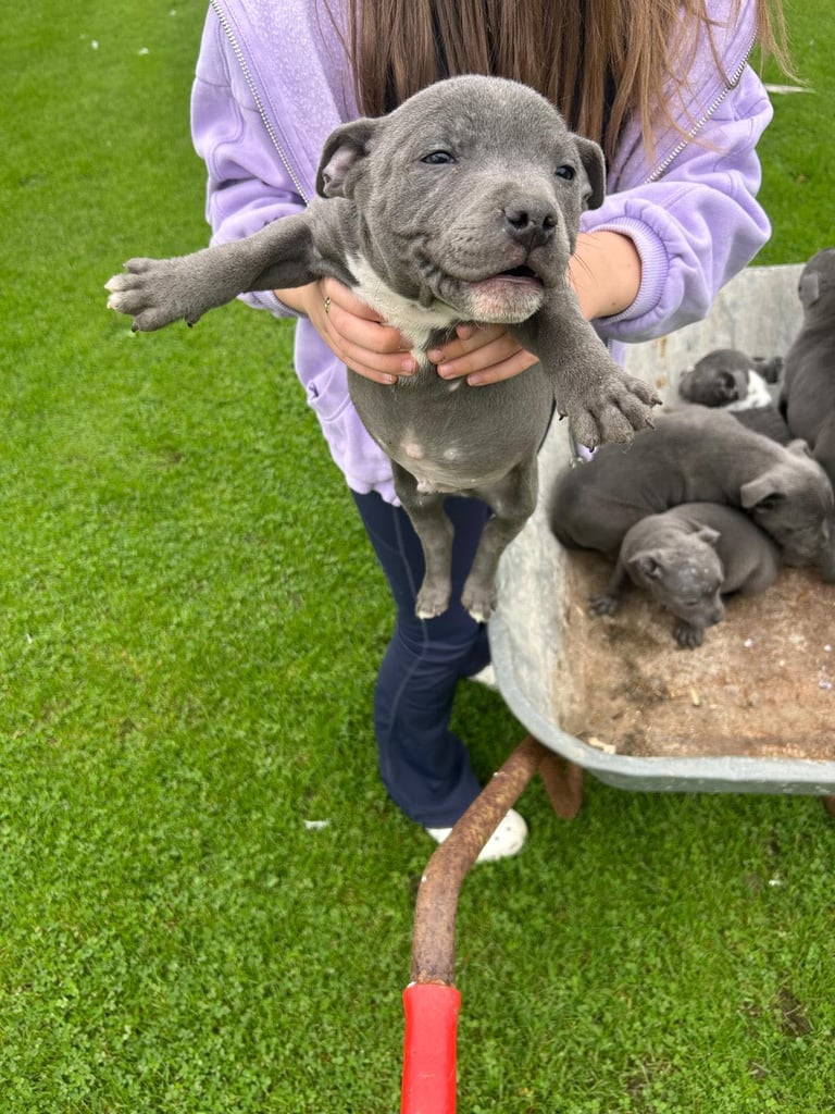 image for Blue Staffordshire Bull Terriers