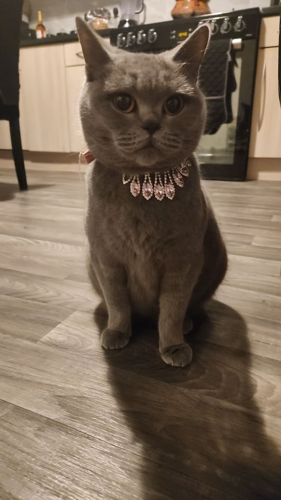 Cute chubby British shorthair kittens