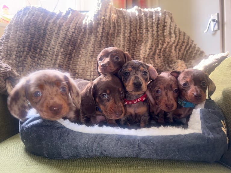 Ready to go! 1 boy left Miniature dachshunds puppies 