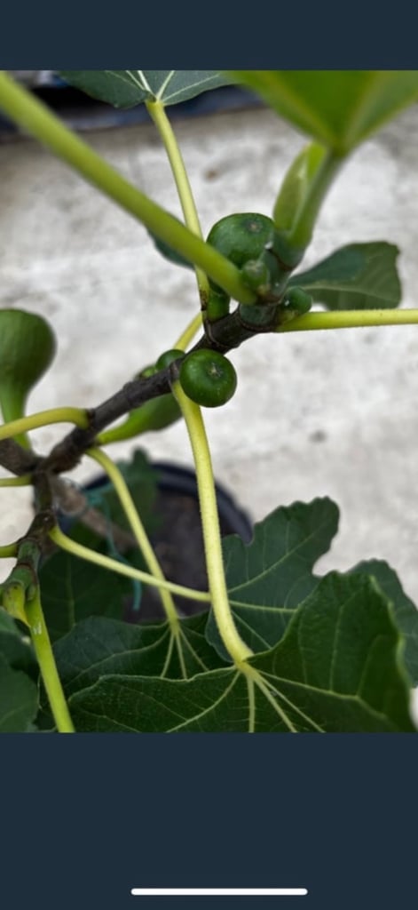 Fig tree