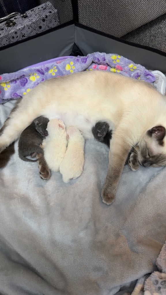 Ragdoll x British shorthair mix kitten 