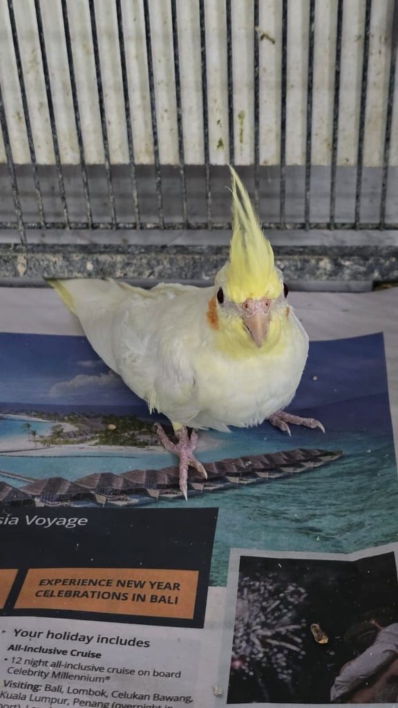 Cockatiel