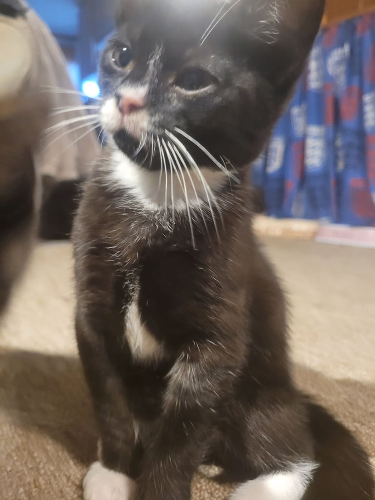 1 boy 2 girls looking for new family 