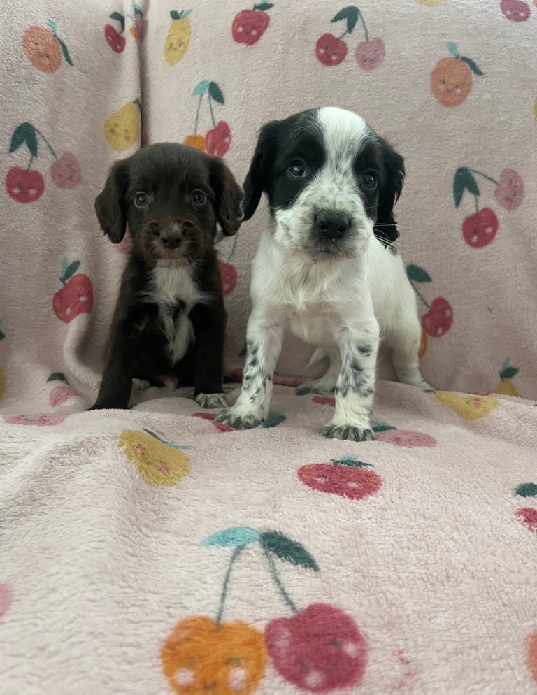 Cocker spaniel puppies