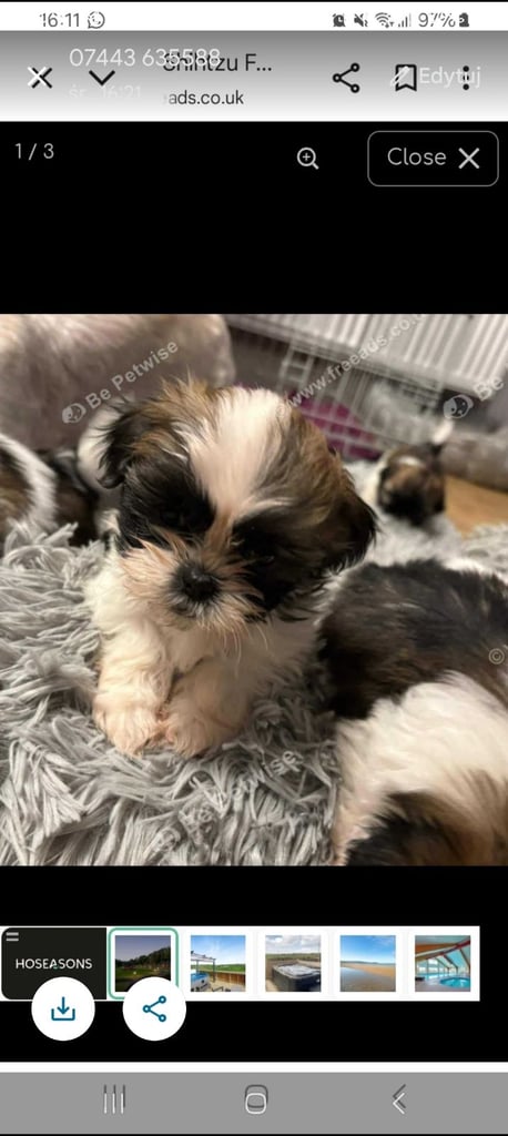 Beautiful puppy for sale