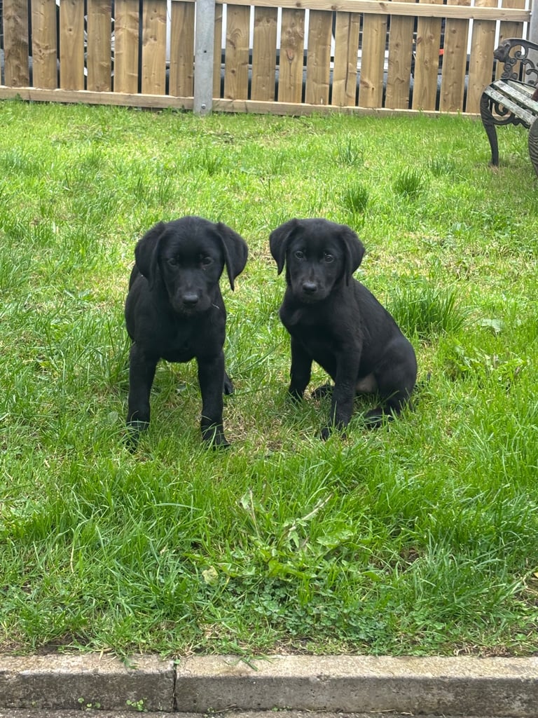 Labrador puppies 