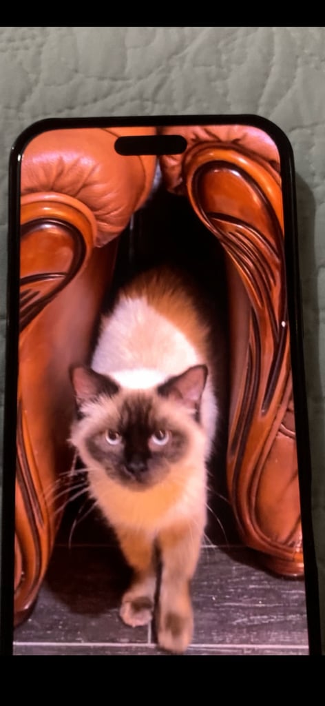 2 female cats and 1 male British shorthair and 1 kitten persian cross British shorthair