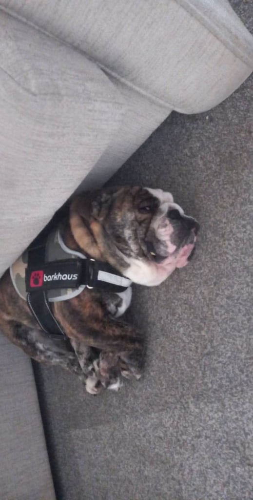 Kc English bulldog 