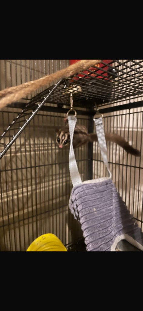 2 male sugar gliders