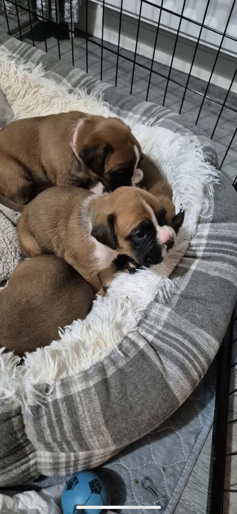 Boxer puppies 