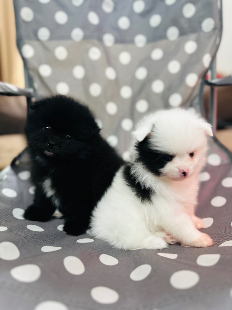 Cutie Pomeranian Ready For Rehoming