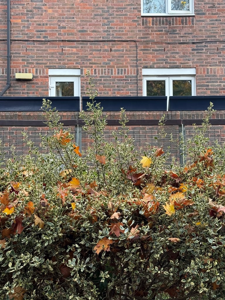 My one bedroom flat in London swap  only