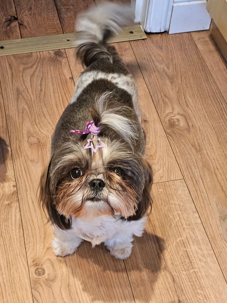🐶 Shih Tzu Puppy READY NOW – Licensed Breeder (Licence No. DB/19/25)