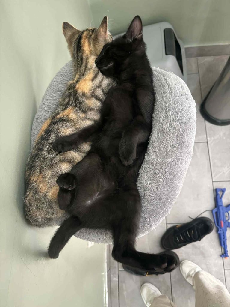 image for Two 1 year old spayed/microchipped cats