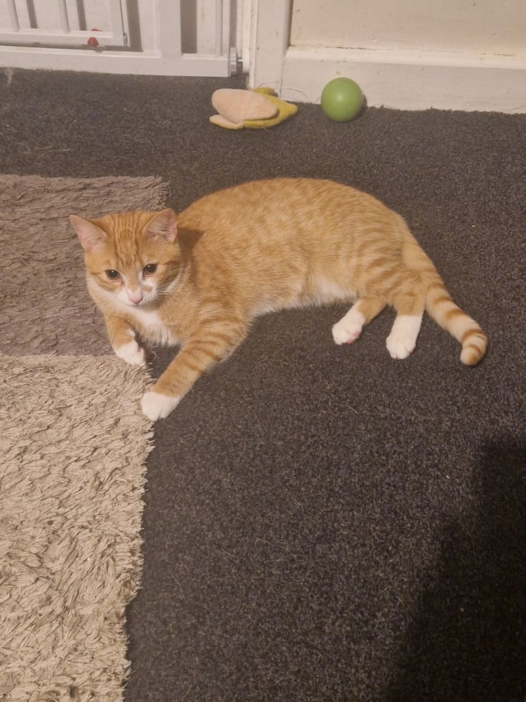 Tom kitten ginger 