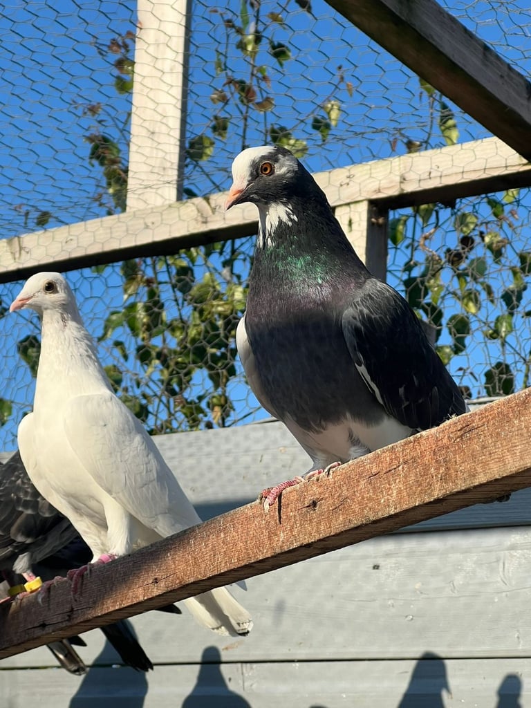 Beautiful pigeons for sale in Edinburgh from £10