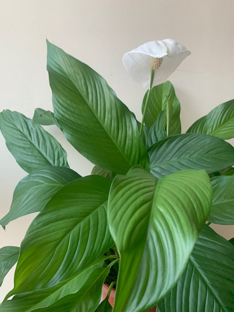 Peace Lily 