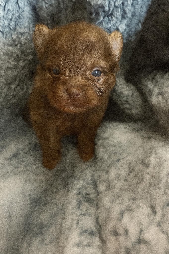 Very cute Pomeranian puppies 