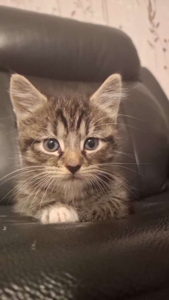 Coondoll X DSH kitten Last one left